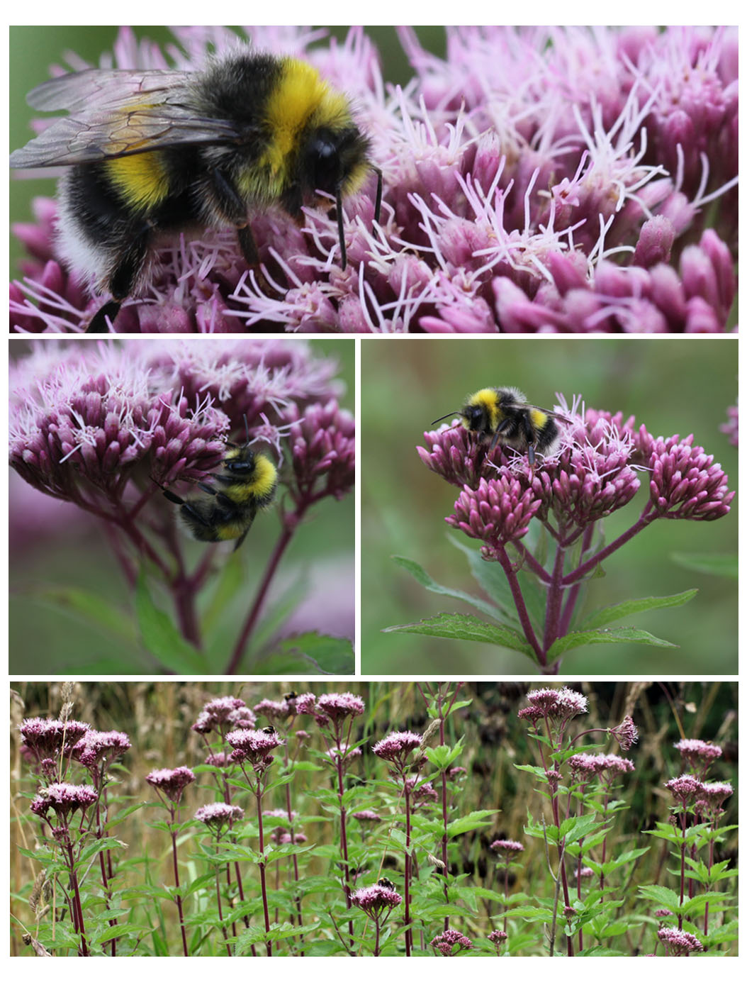 Hemp-agrimony and bumble bees in the Garden 2013 (Squire)