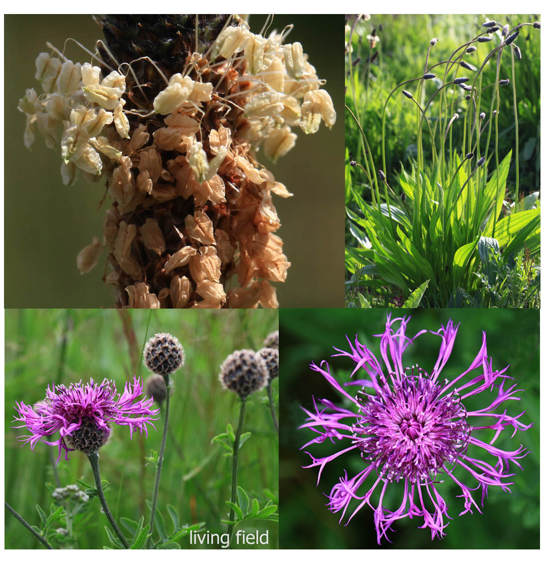 Ribwort plantain, close-up of anthers on the flowering spike, the lighter ones being fresher (upper left), and  plant (right); greater knapweed (lower) and top-down view of composite flower head (Living Field collection)