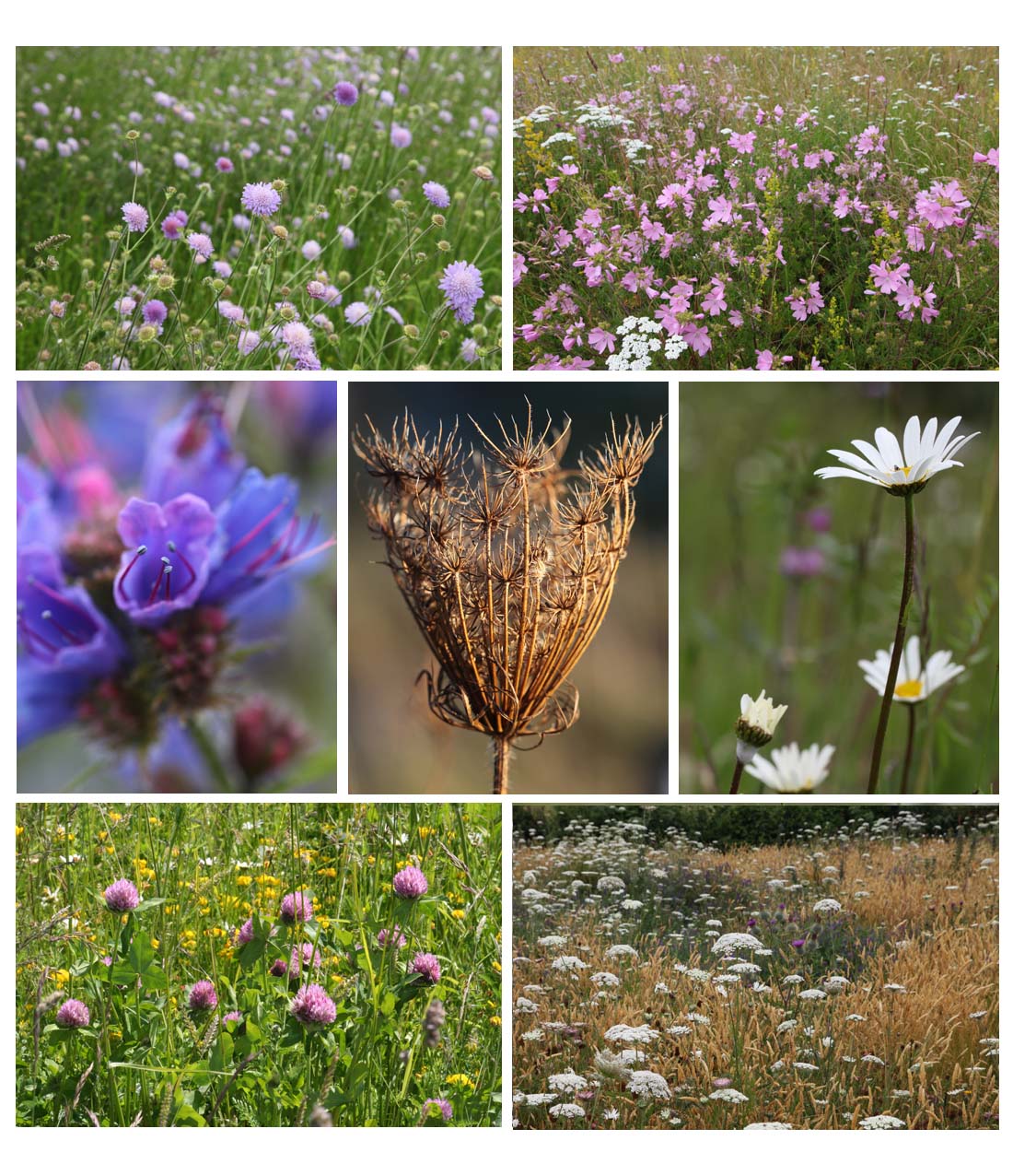 Meadow plants (top) field scabious, musk mallow and yarrow, (mid) flower of viper's bugloss, mature carrot umbel, oxeye daisy, (bottom left ) red clover and bird's food trefoil and (bottom right) wild carrot and sweet vernal grass sown in another part of the garden (Living Field collection)