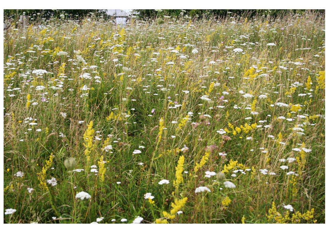 Part of meadow with yellow flowering lady's bedstraw and umbels of yarrow and wild carrot, both white (Living Field collection) 