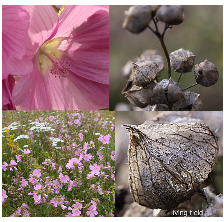 Musk mallow flowers in summer and empty seed heads in winter (Living Field collection)