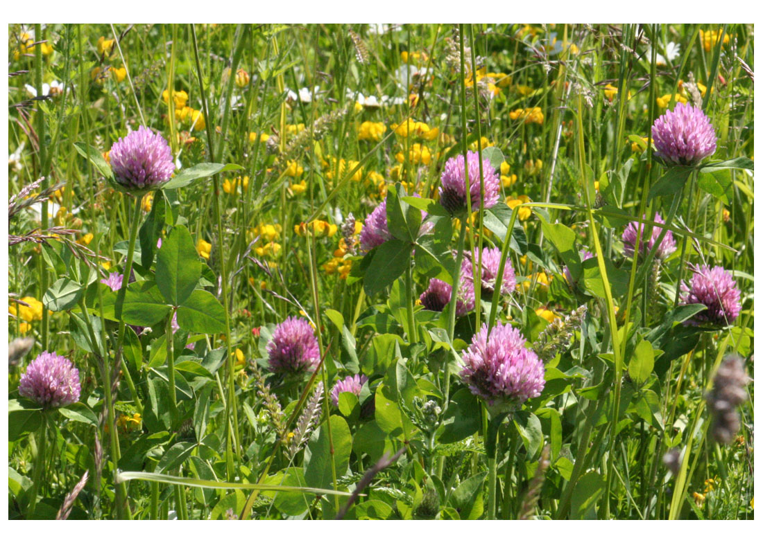 Meadow legumes in flower, red clover and the yellow greater bird's foot trefoil June 2010 (Living Field collection)
