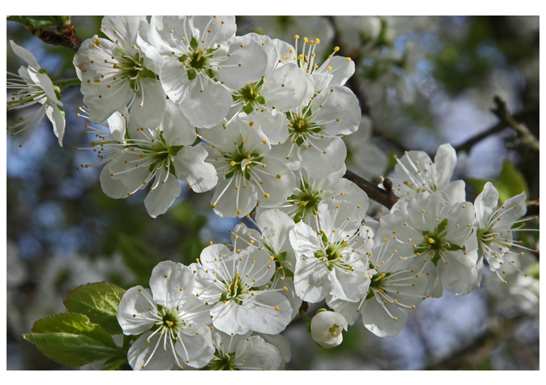 Blackthorn Prunus spinosa in flower mid-April (Squire)