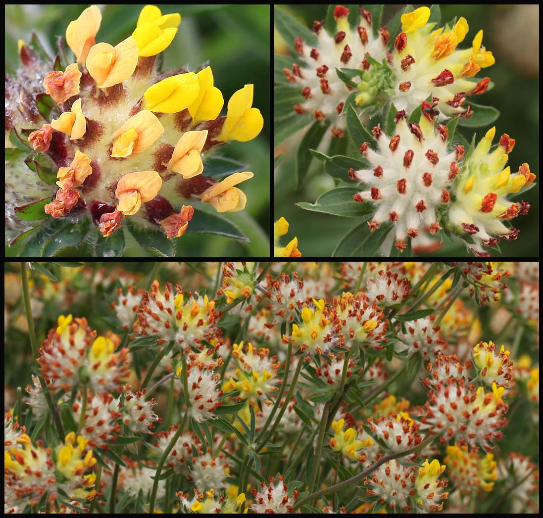 Kidney vetch, a forage and wound herb, in the Living Field garden (Living Field/Squire)
