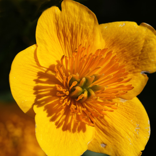 Marsh marigold flower at XQ2 (Living Field /Squire)