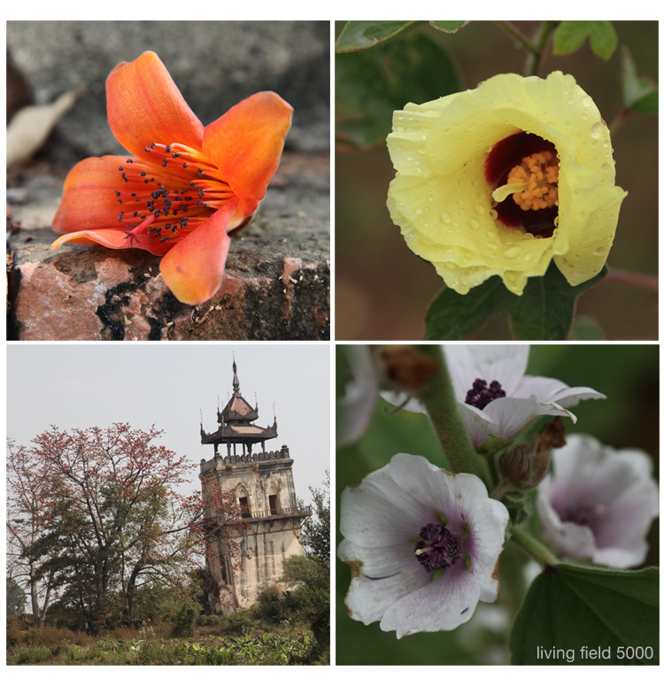 Flowers of (top left clockwise) kapok, cotton and marsh mallow, and view of a kapok tree by a leaning building (Squire / Living Field)