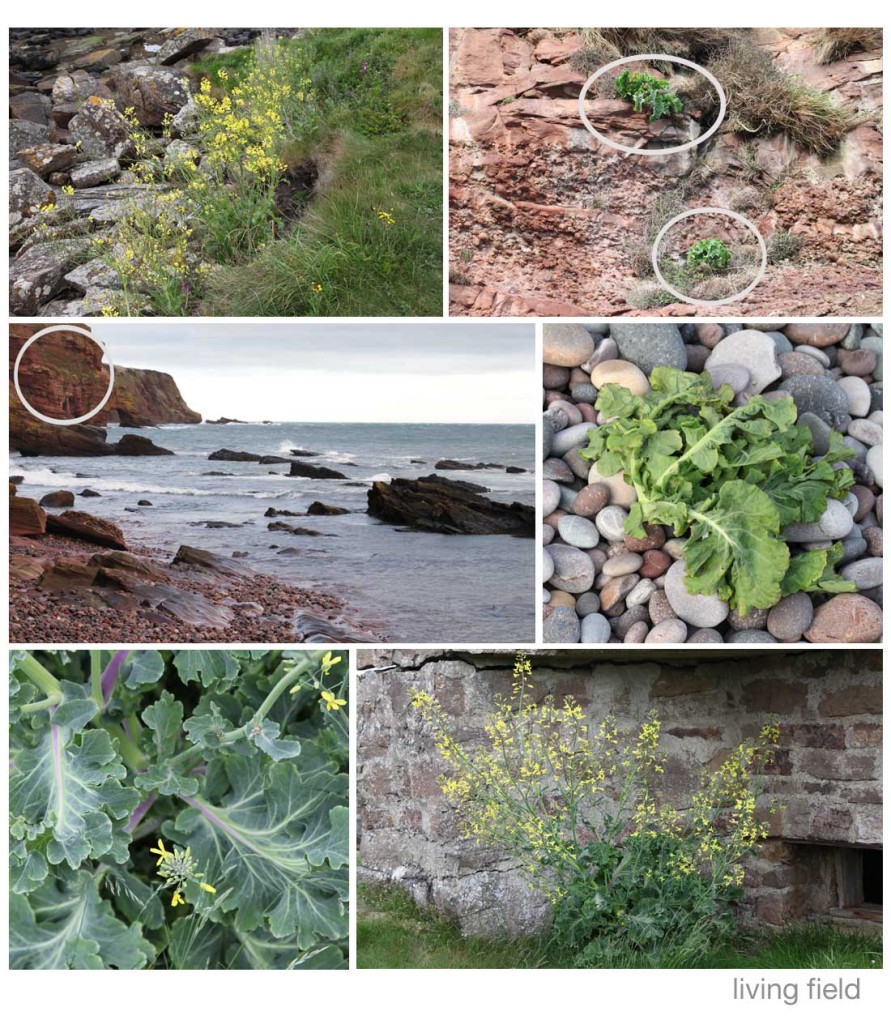 The Brassica complex Living Field