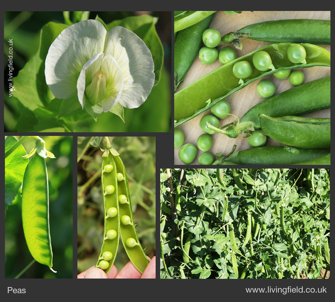 Legumes – Living Field